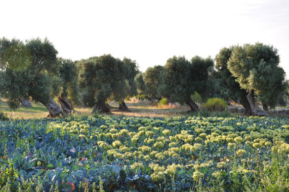 champs d'olivia les pouilles