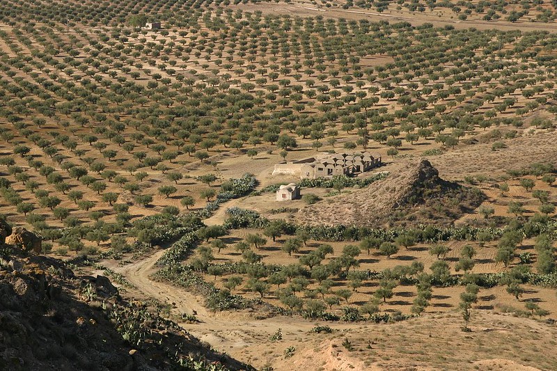 oliveraie tunisie