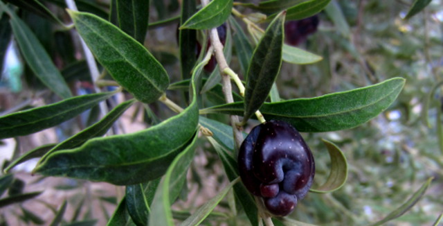 Variété la zarza, OLIVE espagnole d'andalousie plus connue pour l'originalité de son fruit que pour son huile