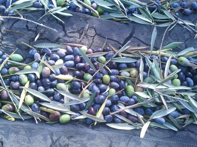 récolte d'olives de la variété picual en Andalousie. Octobre 2014