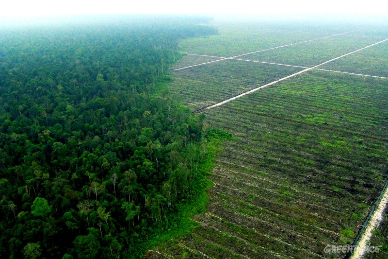 déforestation indonésie