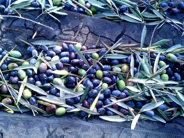 recolte olives extraction huile