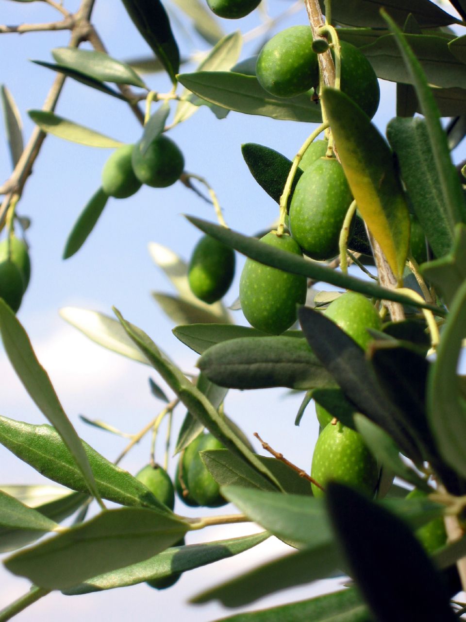 Bicarbonate De Soude Pour Enlever L amertume Des Olives L'amertume de l'huile d'olive | Jus d'olive