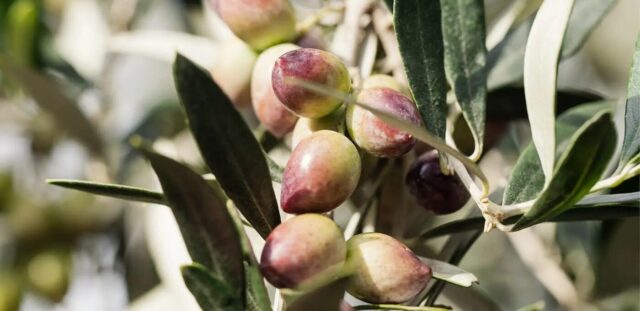 photo de près de la variété d'olives koroneiki en véraison