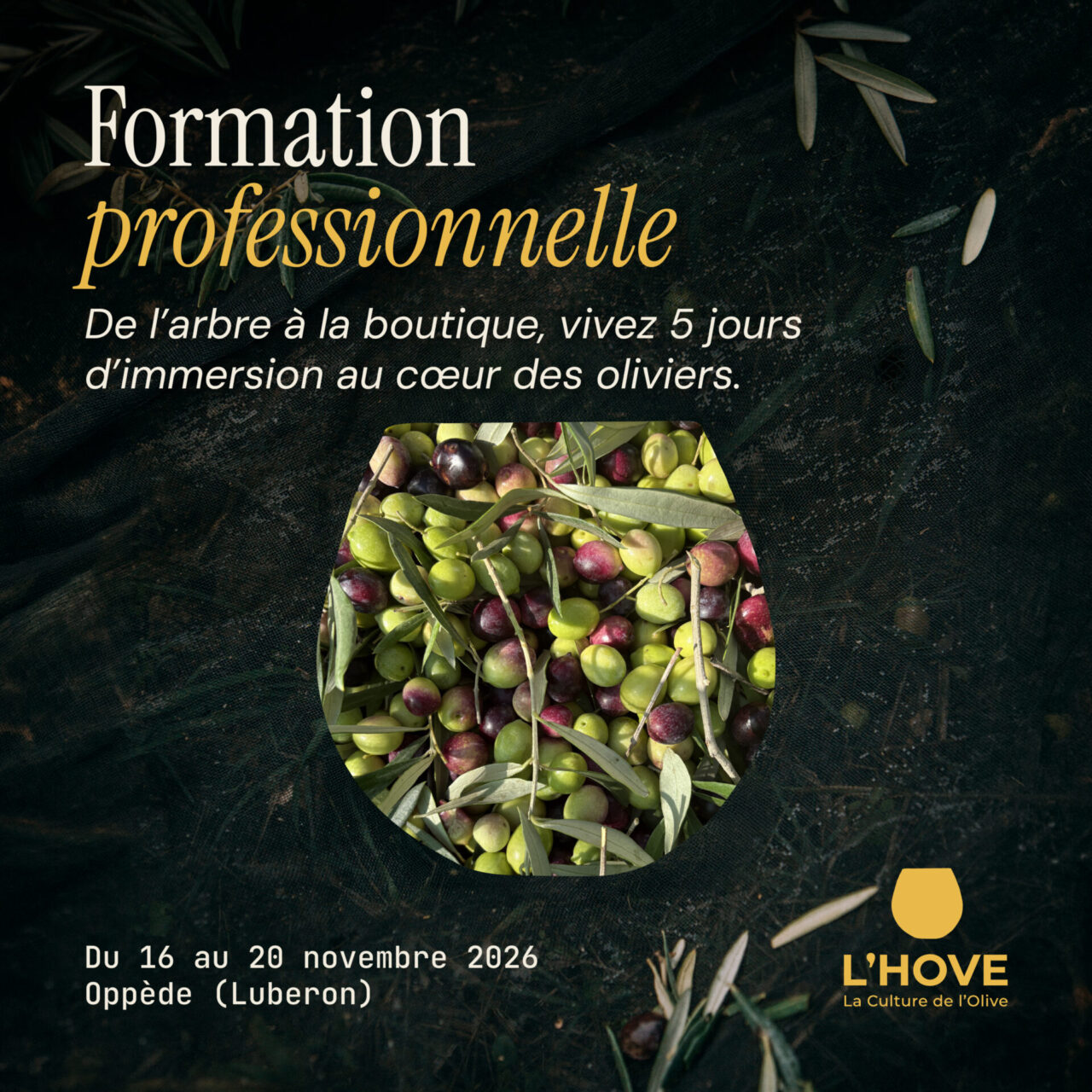 olives dans un verre, logo de l'hove avec le verre à dégustation officielle huile d'olive et date du stage de l'arbre à la boutique 5 jours à Oppède 