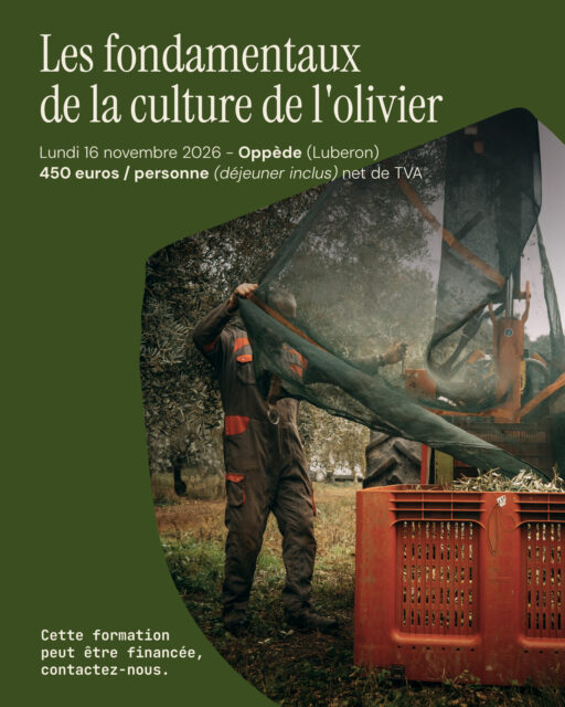 [IMAGE : visuel « Les fondamentaux de la culture de l’olivier »]